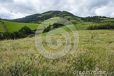 Cattle Field on Rolling Hills of Sao Miguel #1 Stock Photo