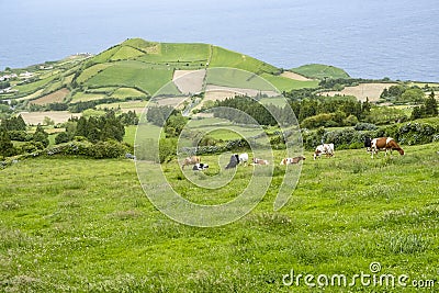 Cattle Field on Rolling Hills of Sao Miguel #4 Stock Photo
