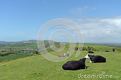Cattle on footpath above Corfe Castle Stock Photo