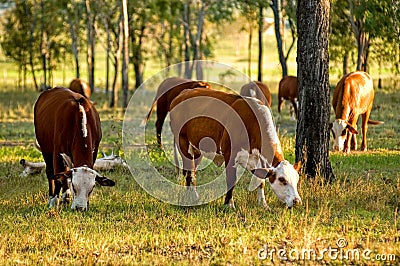 Cattle grazing Stock Photo