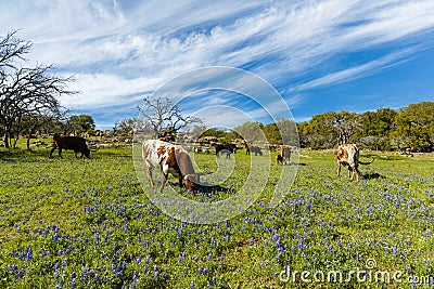 Texas cattle grazing Stock Photo