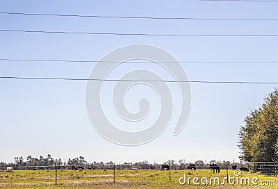 Cattle grazing in a feild behind a fence Stock Photo