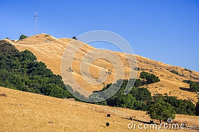 Cattle grazing on the golden hills of Mission Peak Preserve Stock Photo