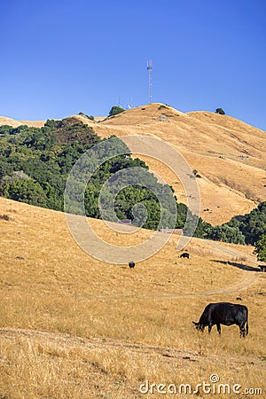 Cattle grazing on the golden hills of Mission Peak Preserve Stock Photo