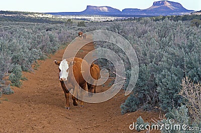 Cattle grazing, open range farming, UT Stock Photo