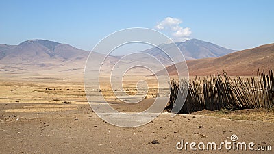Cattle grazing outside a Maasai boma enclosure in the Ngorongoro conservation area, Tanzania Stock Photo
