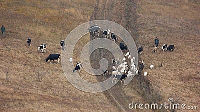Cattle grazing on pasture, view from above. Stock Photo