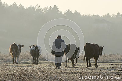 Cattle grazing in savannas, steppes and wastelands Editorial Stock Photo