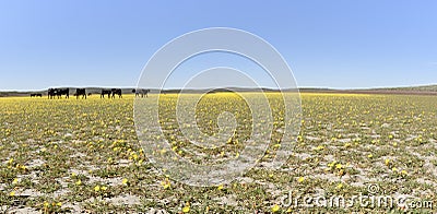 Cattle Grazing Tansy-Leaf Evening Primrose at Cow Lakes, Malheur County, South Eastern Oregon Stock Photo