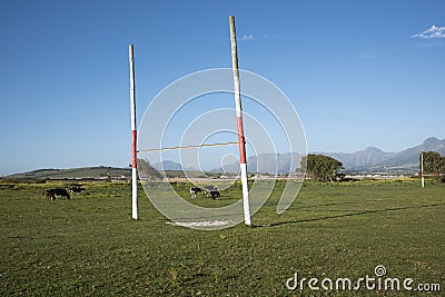 Cattle grazing on a village rugby pitch Stock Photo