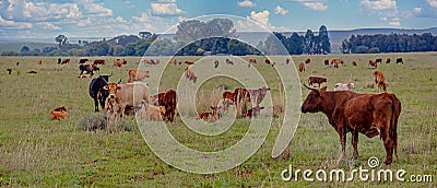 Cattle heard on a meadow Stock Photo