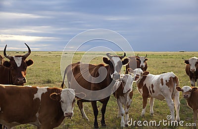 Cattle herd Stock Photo