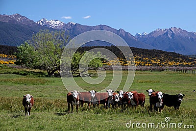 Cattle herd in the Eglinton River Valley Stock Photo