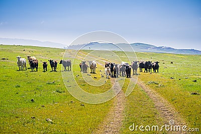 Cattle herd on a pasture up in the hills blocking a hiking trail, south San Francisco bay, San Jose, California Stock Photo