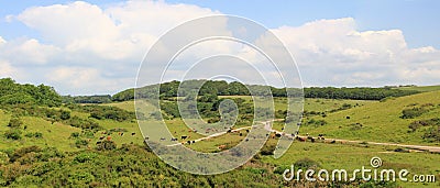 Cattle herd in the purbeck hills Stock Photo