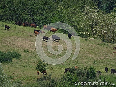 Cattle herd spotted on a meadow in the Kraichgau region near Heidelberg Stock Photo