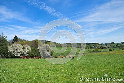 Limousin cows in France Stock Photo