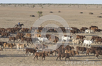 Cattle muster Stock Photo