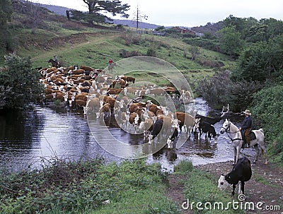 Cattle muster Editorial Stock Photo