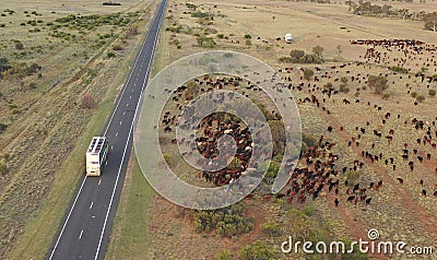 Cattle muster outback Queensland. Stock Photo
