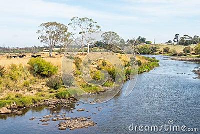 Cattle Next to the South Esk River Stock Photo