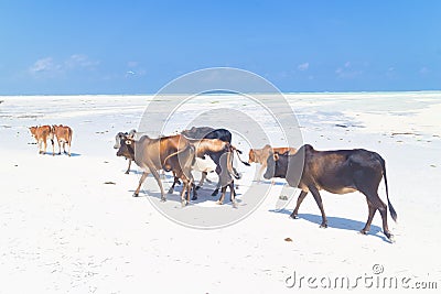 Cattle on Paje beach, Zanzibar. Stock Photo