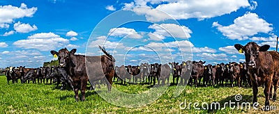 Cattle in a Pasture Stock Photo