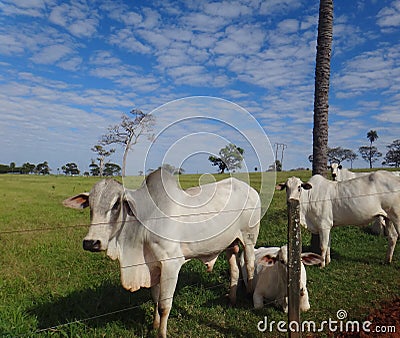 Cattle in pasture Stock Photo