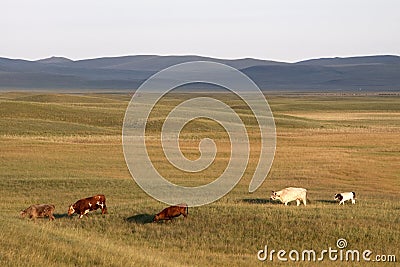 Cattle in prairies Stock Photo