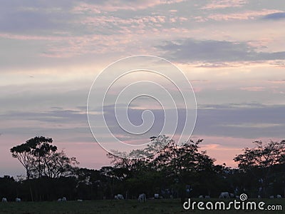 Cattle ranching landscape in the sunrise Stock Photo