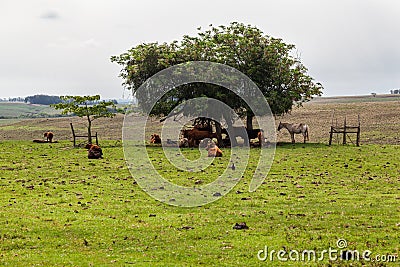 Cattle in Rio Grande do Sul Brazil Stock Photo