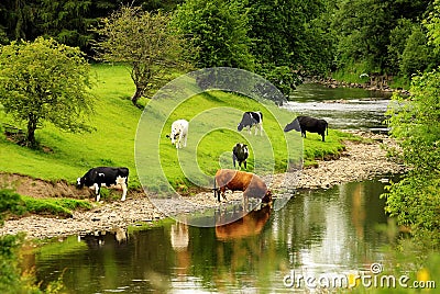 River Cattle, Lancashire Stock Photo