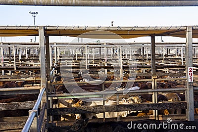 Cattle in sales pens Stock Photo