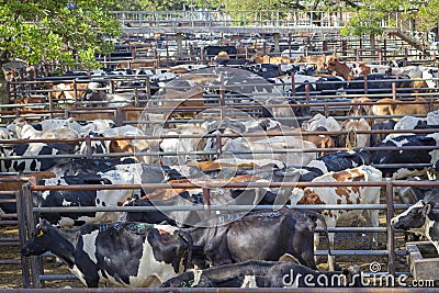 Group of cattle in the stable Stock Photo