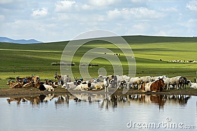 Cattle and sheep at a water hole in the Mongolian steppe Stock Photo