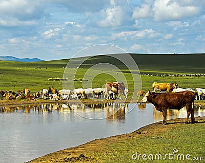 Cattle and sheep at a water hole in the Mongolian steppe Stock Photo