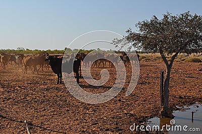 Cattle in stockyard pens australia outback oasis drought Stock Photo