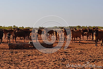 Cattle in stockyard pens australia outback with water trough Stock Photo