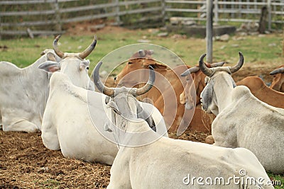 Cattle in Yards Stock Photo