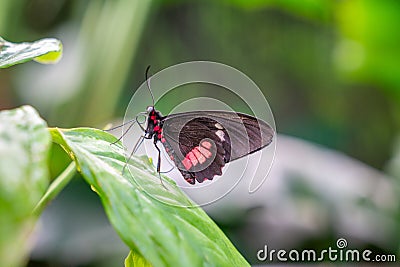 Cattleheart Butterfly on Leaf Stock Photo