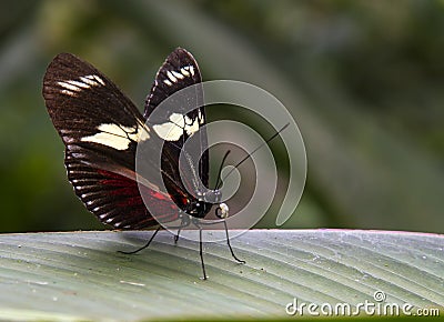Cattleheart Butterfly Stock Photo