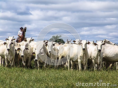 Cattleman Editorial Stock Photo