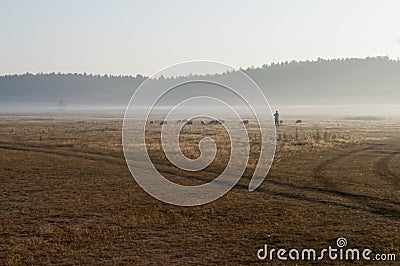 The cattleman and sheep that pasturing in the meadow of brown color far away. Foggy weather. Early autumn. Morning Stock Photo
