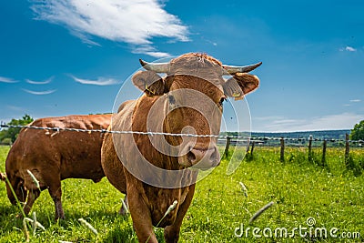 Cattles on a field in a ranch under a sunny day Stock Photo