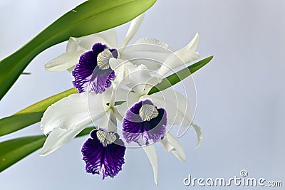 Cattleya orchid Stock Photo