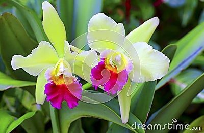 Cattleya orchids Stock Photo