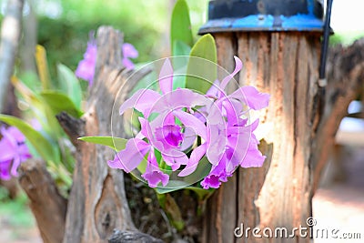 Cattleya pink orchid Stock Photo