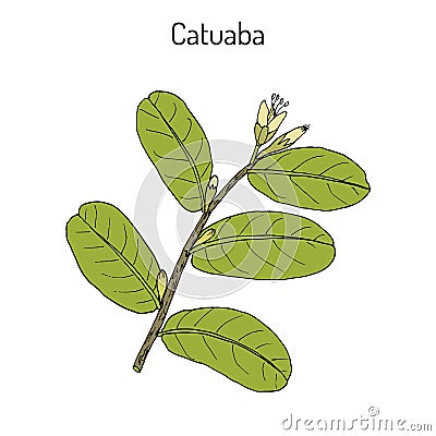 Catuaba Erythroxylum vaccinifolium , medicinal plant Vector Illustration