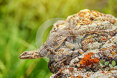 Caucasian agama basks in the sun on lichen-covered rock. The lizard has no tail after meeting with a predator Stock Photo