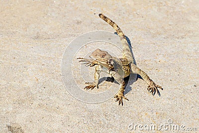 Caucasian agama Paralaudakia caucasia species of agamid lizard native to Caucasus basks in the sun sitting on a rock in the Stock Photo